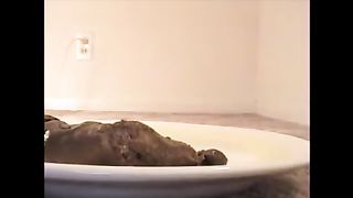 Woman shit big turd on a white plate