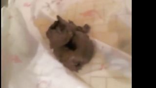 She loves the smell of fresh shit