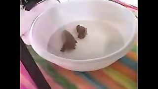 Hot big boobs ebony pooping for you