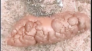 Big fat turd in the woods