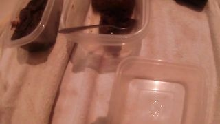 Mixture of piss and shit from Mistrees