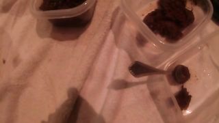 Mixture of piss and shit from Mistrees