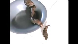 Pooping girl Tiffanie gives you plate reward