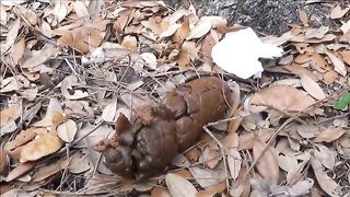 Sexy hot lady pooping in the forest