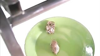 Feona pooping on the plate