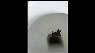 Amateur nice ladies pooping in compilation