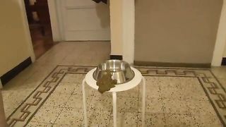 Messy poop in the dog bowl