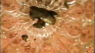 Amateur brunette wife pooping in ashtray