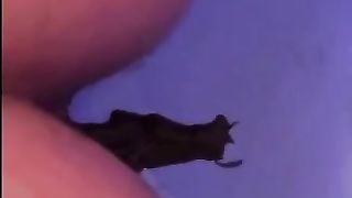 Going 14 Rounds with Traveler's! Scat 