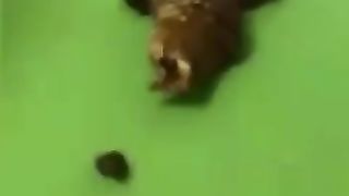 Compilation of young wives and thick loads