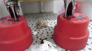 Chinese girl poops on the floor