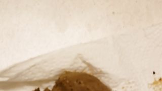 Sweet amateur ebony lady eating shit