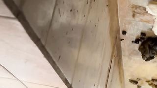 The girl defecated heavily in the toilet