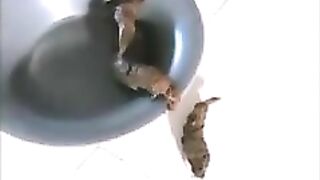 Brunette girl poops on the plate