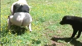 Poop in the grass while the dog is watching