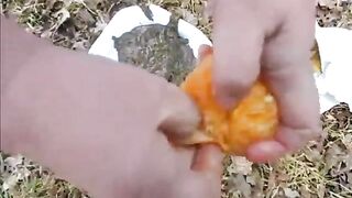 Fluffy pooping on the oranges