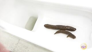 Sexy brunette Japanese chick and hard poop