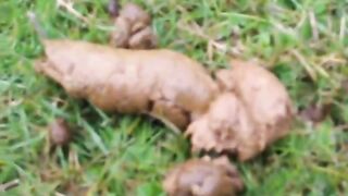 Lovely lady pooping nicely in the garden