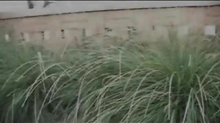 Poop and piss on the green grass