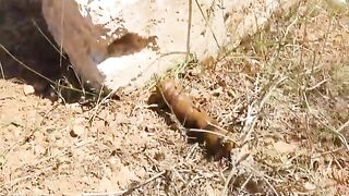 HD Pooping a huge turd on a rock