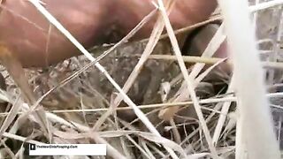 Pooping heavily in the dry grass