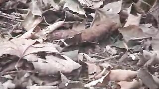 Pretty brunette girl pooping in the park