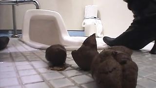 Big pile of brown shit outside toilet bowl