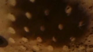 Diarrhea in the bathroom floor