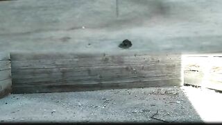 2 girls pooping together