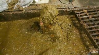 Betty completely submerges in cow shit