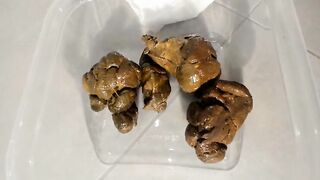 Messy poop in a plastic box