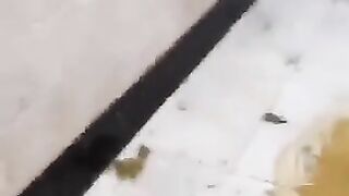 Posing and shitting in the toilet