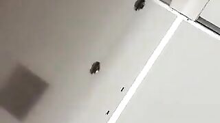 Girl drops a huge shit through fishnet stockings