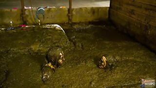 Two lovely girls in cowdung play