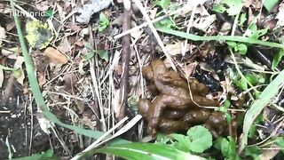 Babe shits in the panties