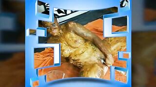 Smearing shit heavily