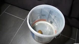 Piss and huge hard turd show