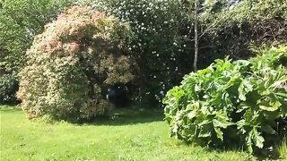 Lovely brunette gal pooping in green garden