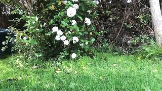 Lovely brunette gal pooping in green garden