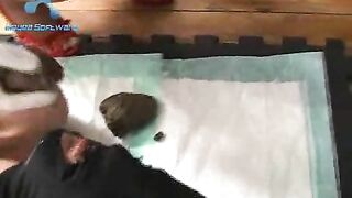 Trimmed pussy mistress pooping in the toilet