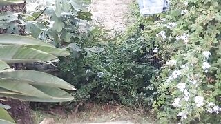 Outdoor pee in the backyard