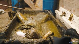 Frankys Time in the manure basin -Scat