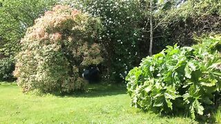 Green garden and hot shit