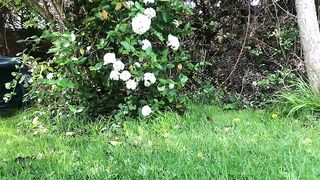 Green garden and hot shit