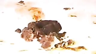 Japanese slut eating loads of shit