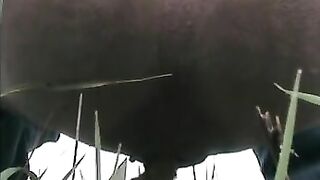 Gorgeous lady shitting hard in the grass