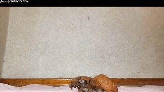 Girl plays with her shit with a sex toy