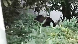 Walking Shitting Whore Followed