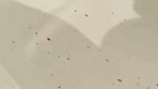 SSBBW Sprays shit in tub