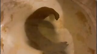 Long turd in the bath tub